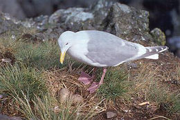 Imagem de Larus glaucescens Naumann & JF 1840