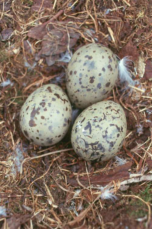 Imagem de Larus glaucescens Naumann & JF 1840