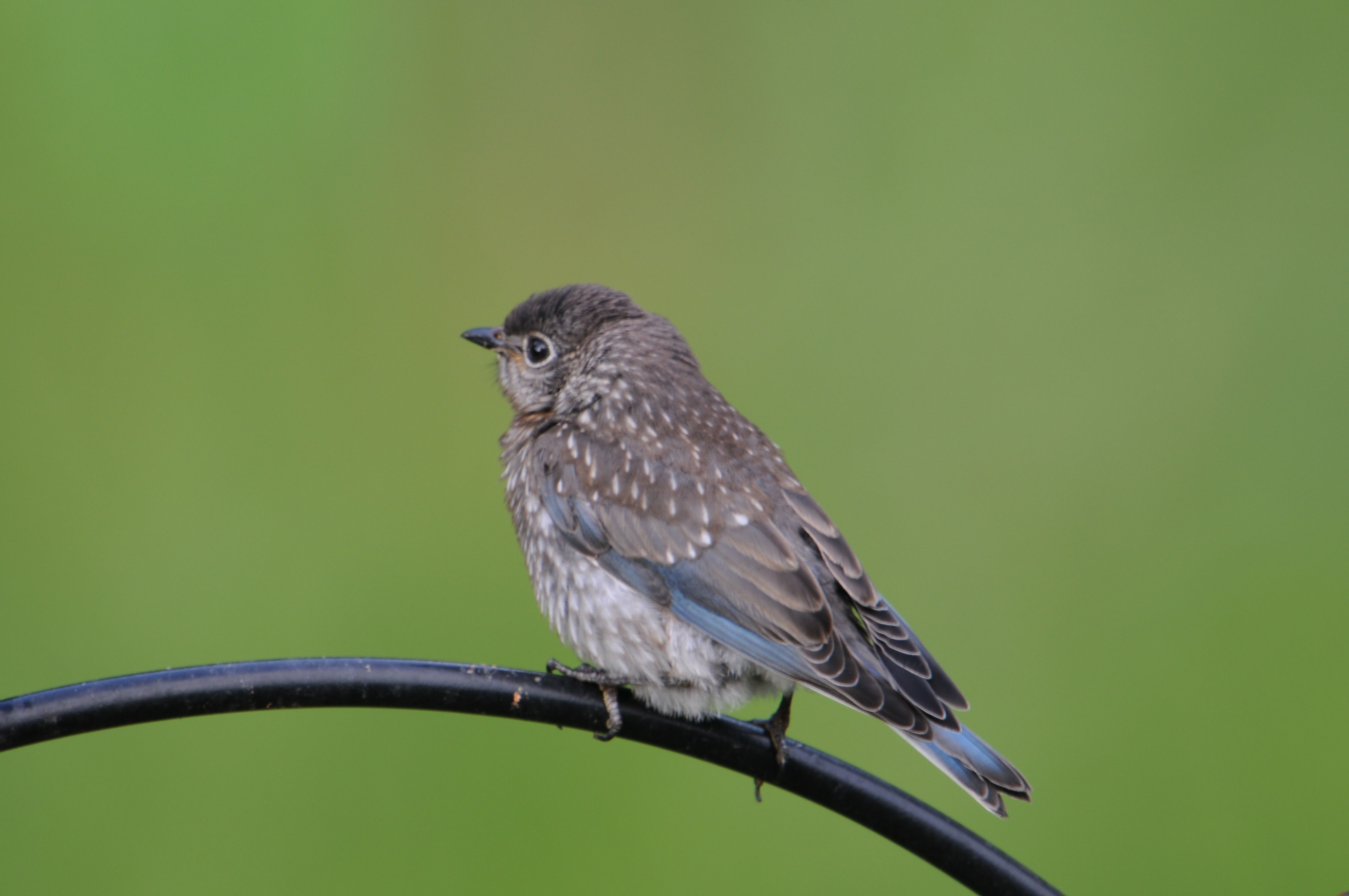 Image of Eastern Bluebird