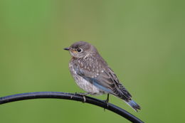 Image of Eastern Bluebird