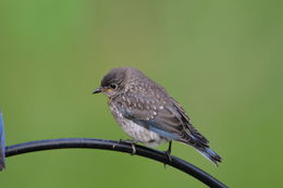 Image of Eastern Bluebird