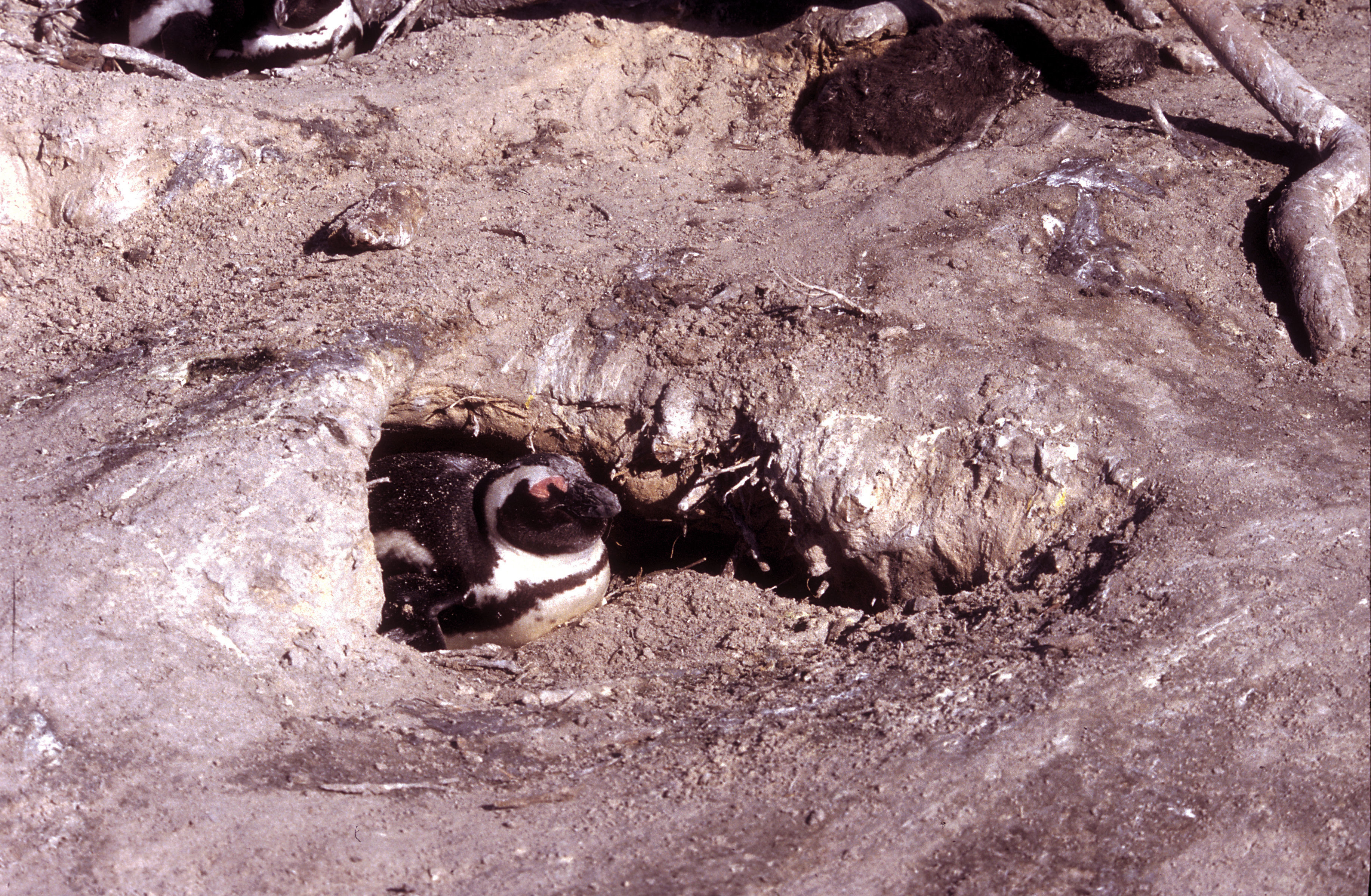 Image of African Penguin