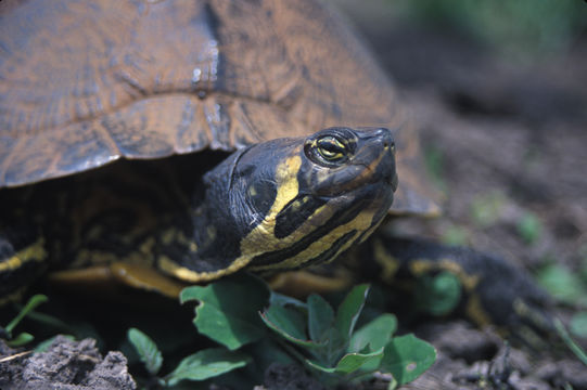 Image of yellow-bellied slider