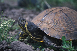 صورة Trachemys scripta scripta (Schoepff 1792)