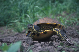 صورة Trachemys scripta scripta (Schoepff 1792)