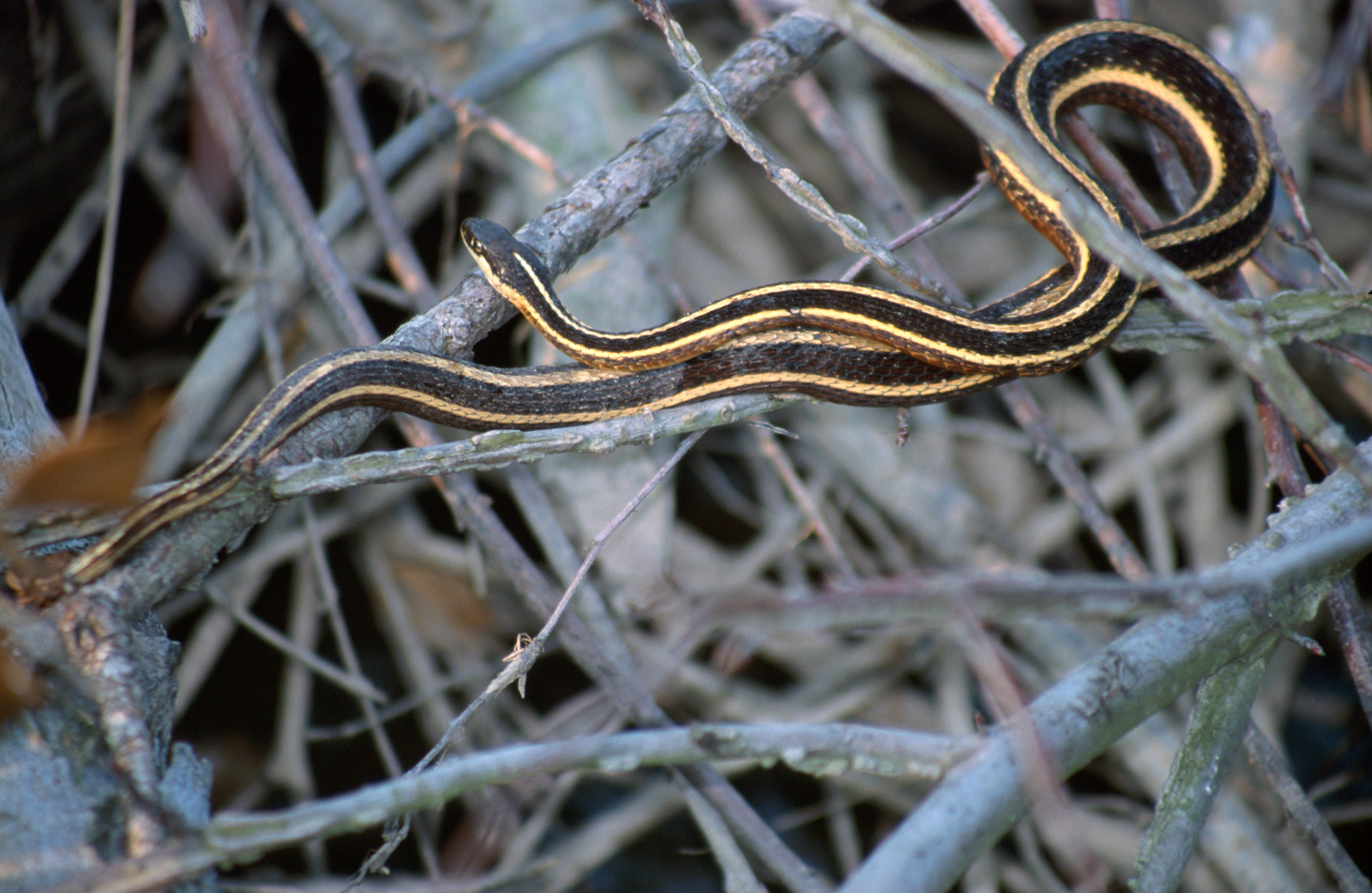 Image of Bluestripe Ribbon Snake