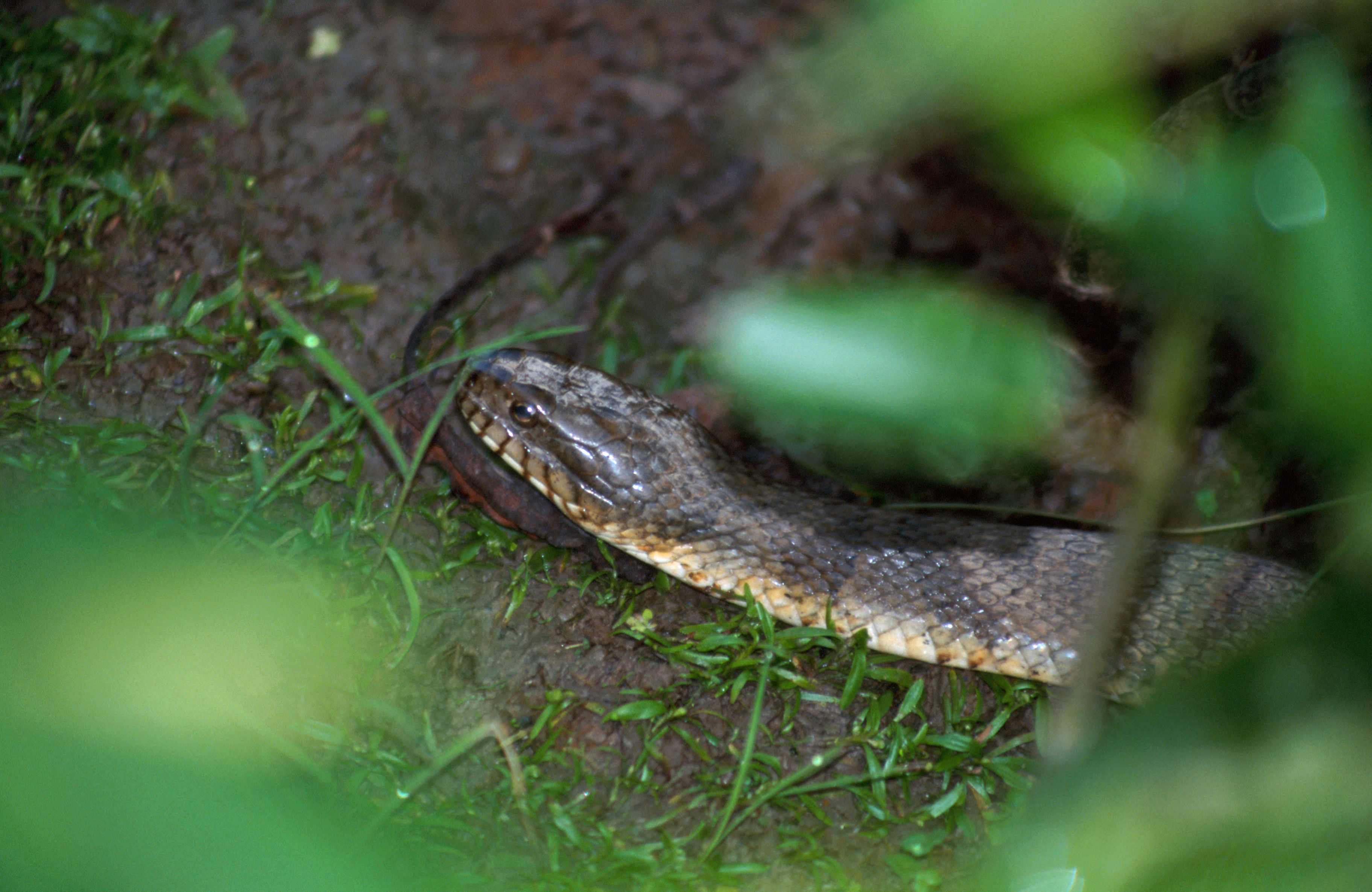 Sivun Nerodia sipedon (Linnaeus 1758) kuva