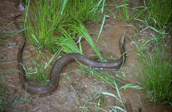 Image of Lake Erie Water Snake