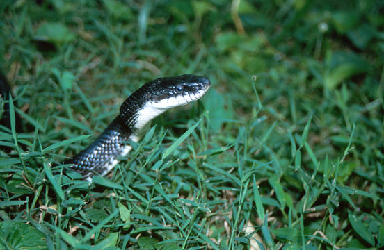 Image of Western Ratsnake