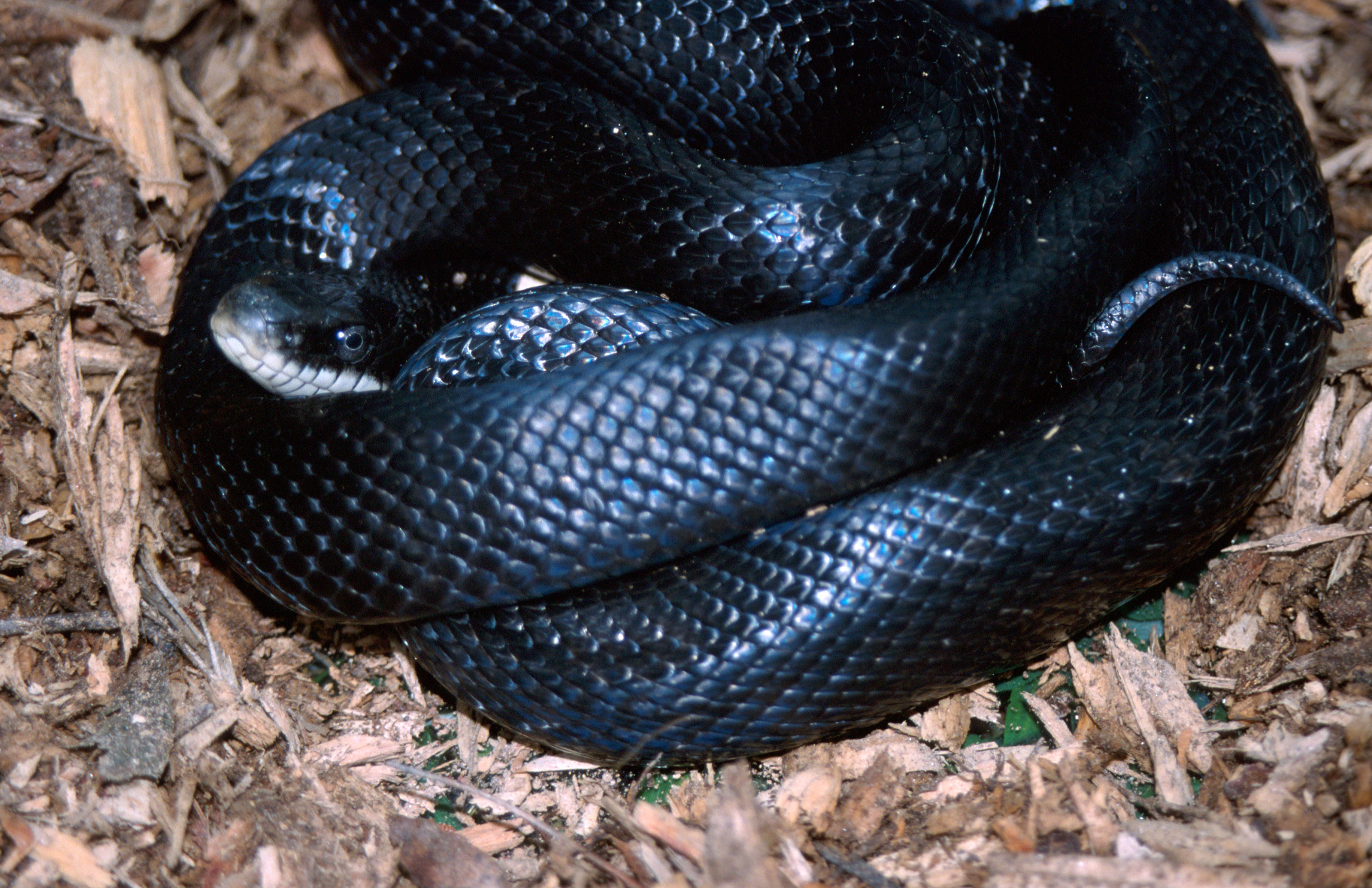 Image de Pantherophis obsoletus (Say ex James 1823)