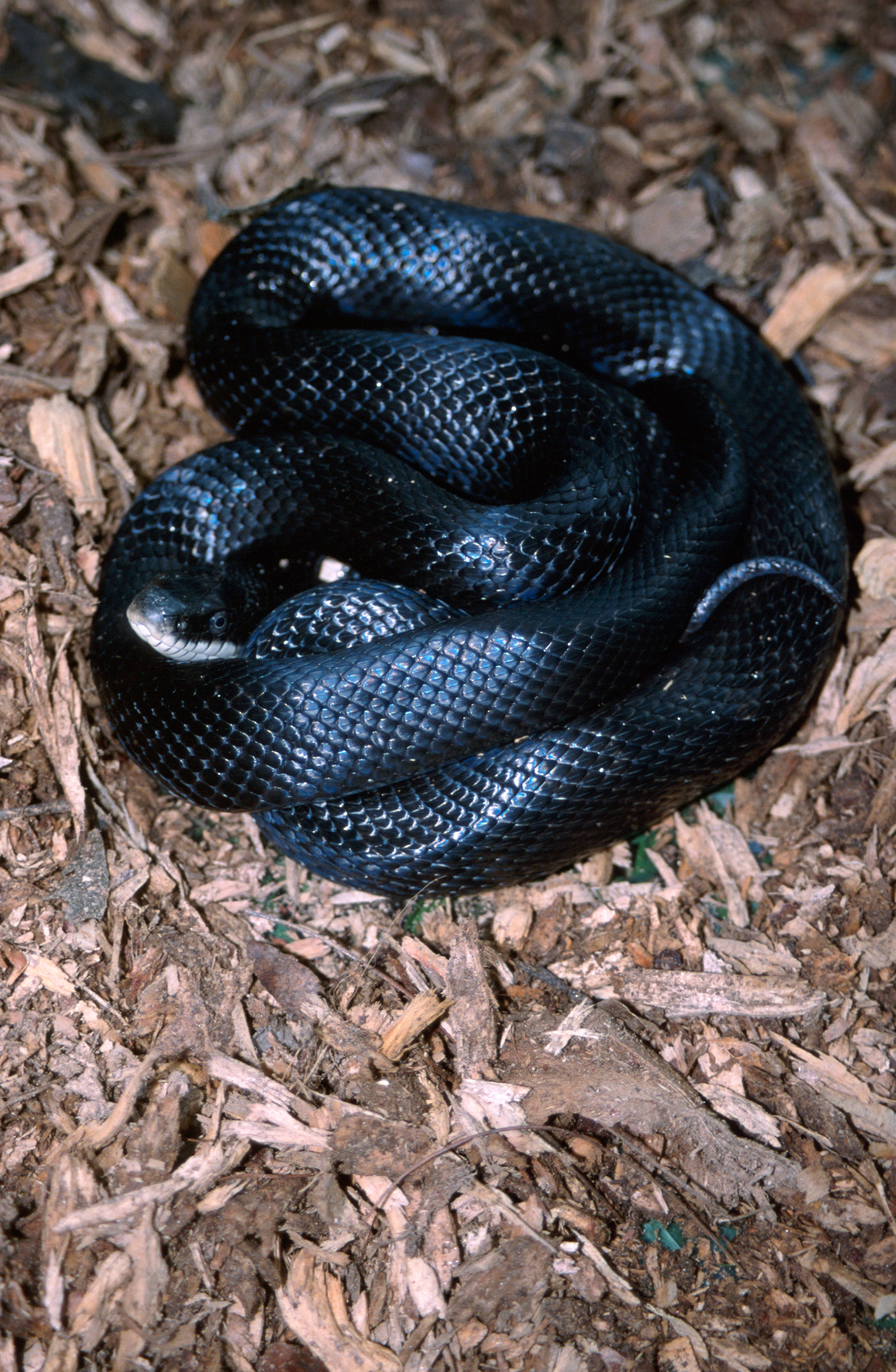 Sivun Pantherophis obsoletus (Say ex James 1823) kuva