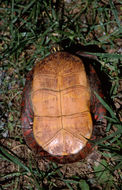 Image of Painted Turtle