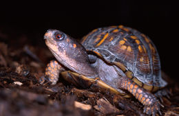 Image of American Box Turtle