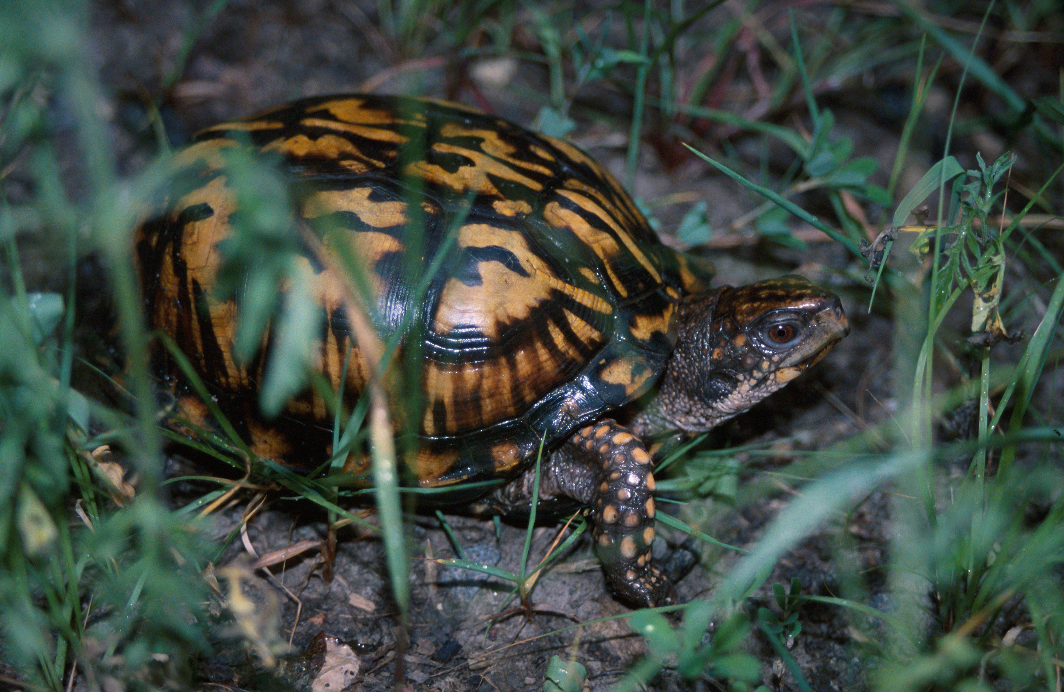 Image of American Box Turtle