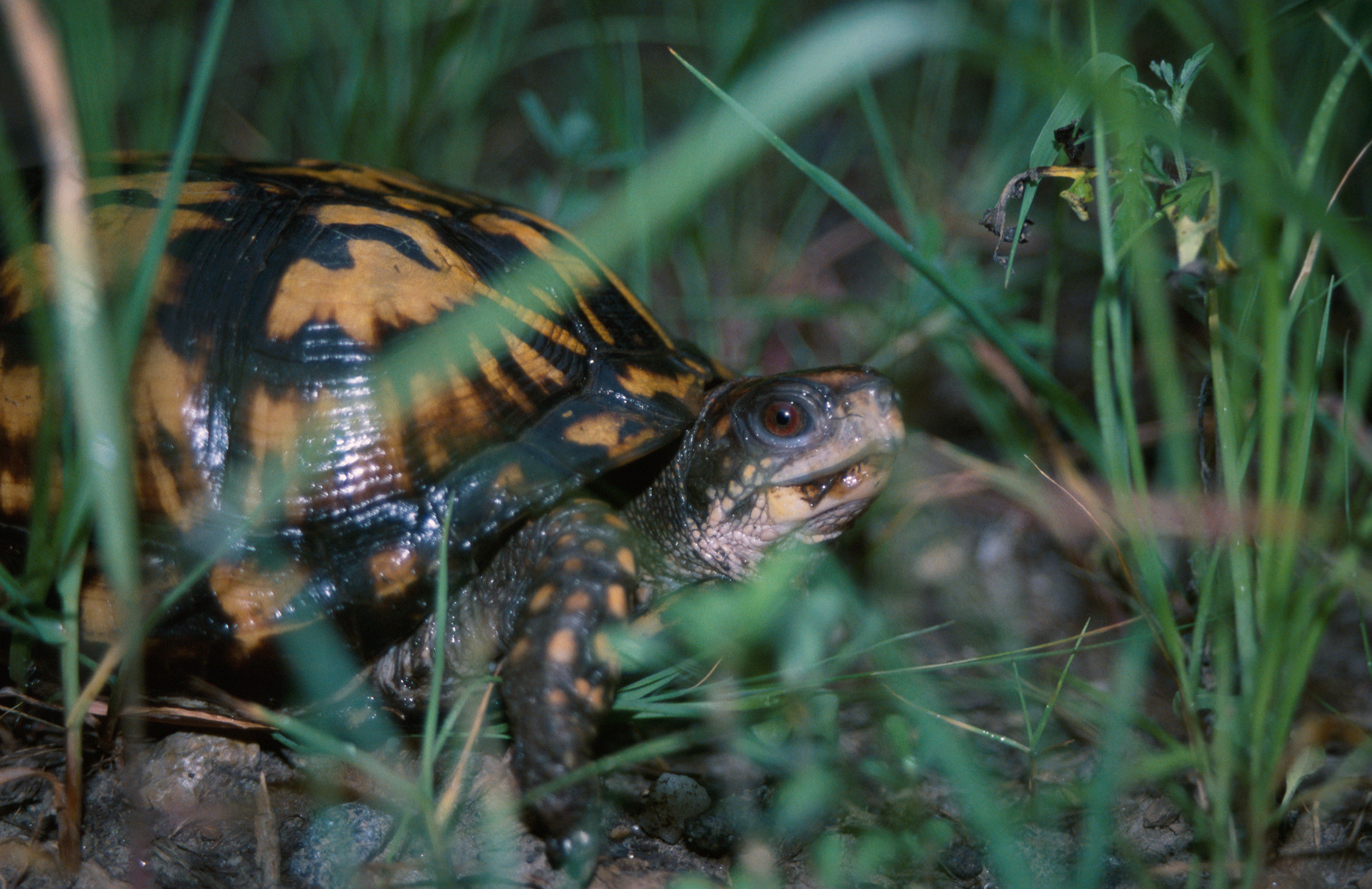 Image of American Box Turtle