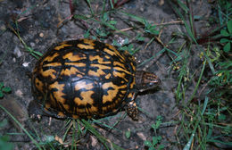 Image of American Box Turtle