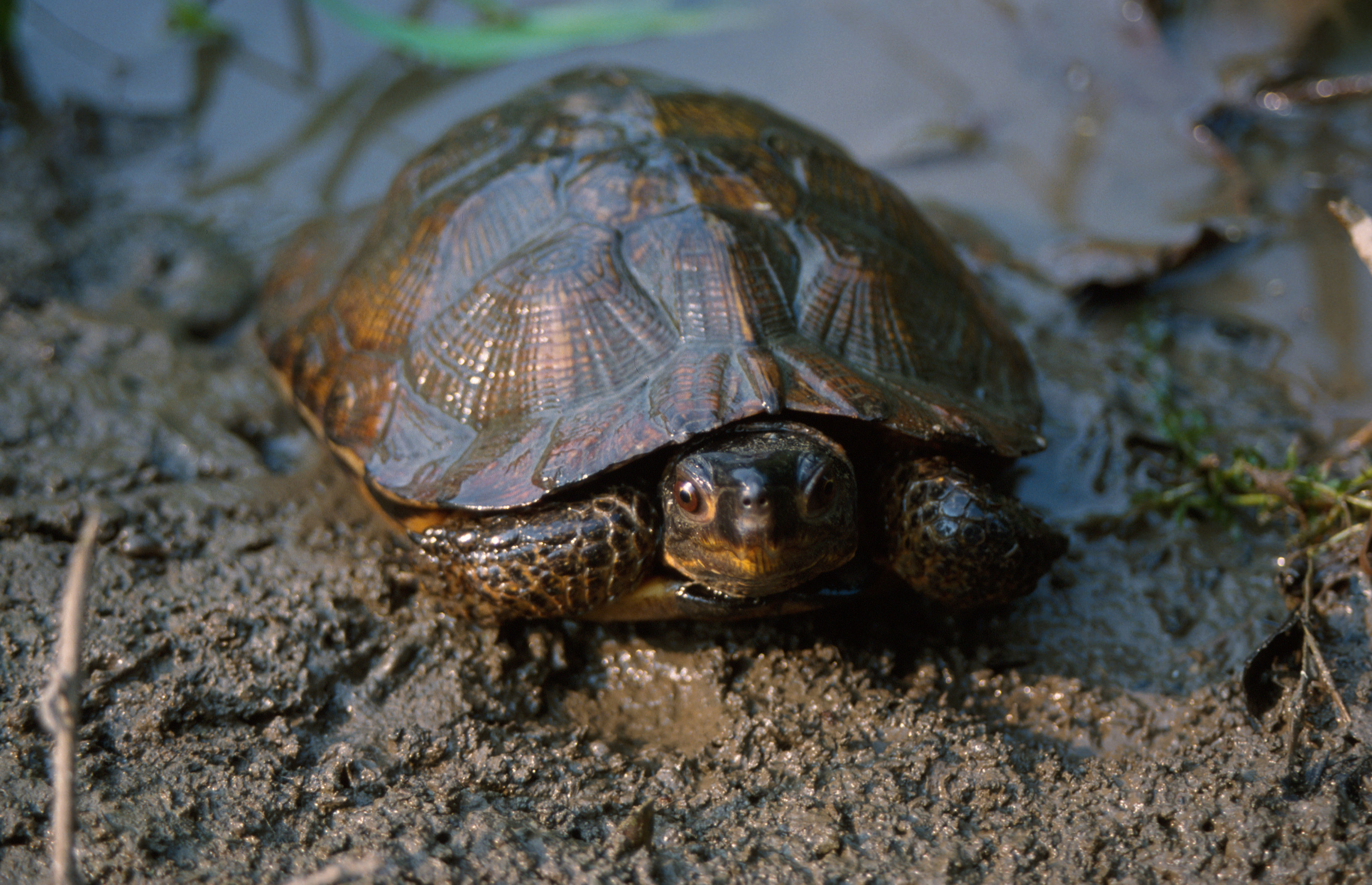 Image of Wood Turtle