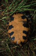 Image de Tortue des bois