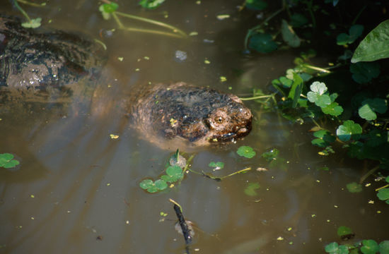 Image of Common Snapping Turtle