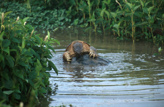 Image of Common Snapping Turtle