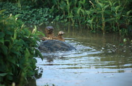 Image of Common Snapping Turtle