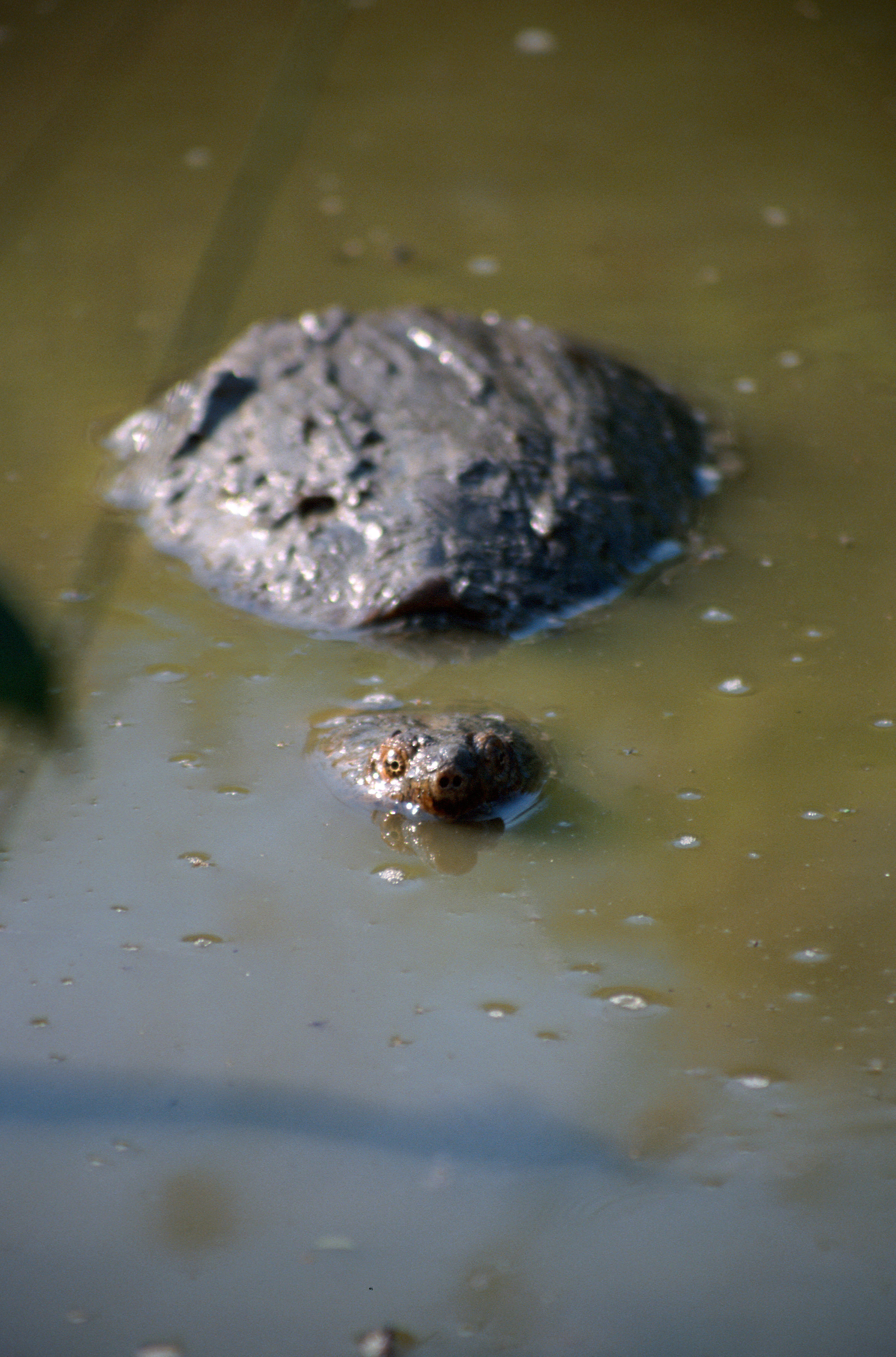 Image of Common Snapping Turtle