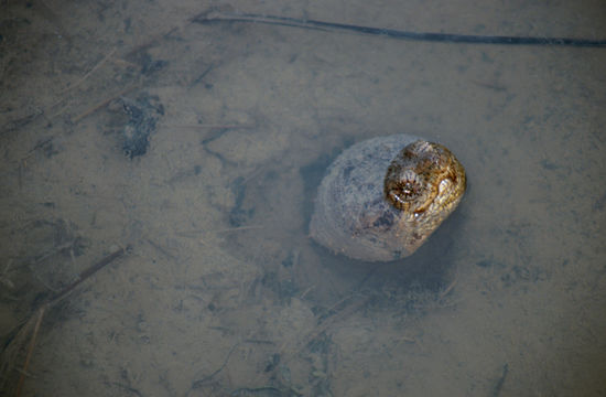 Image of Common Snapping Turtle