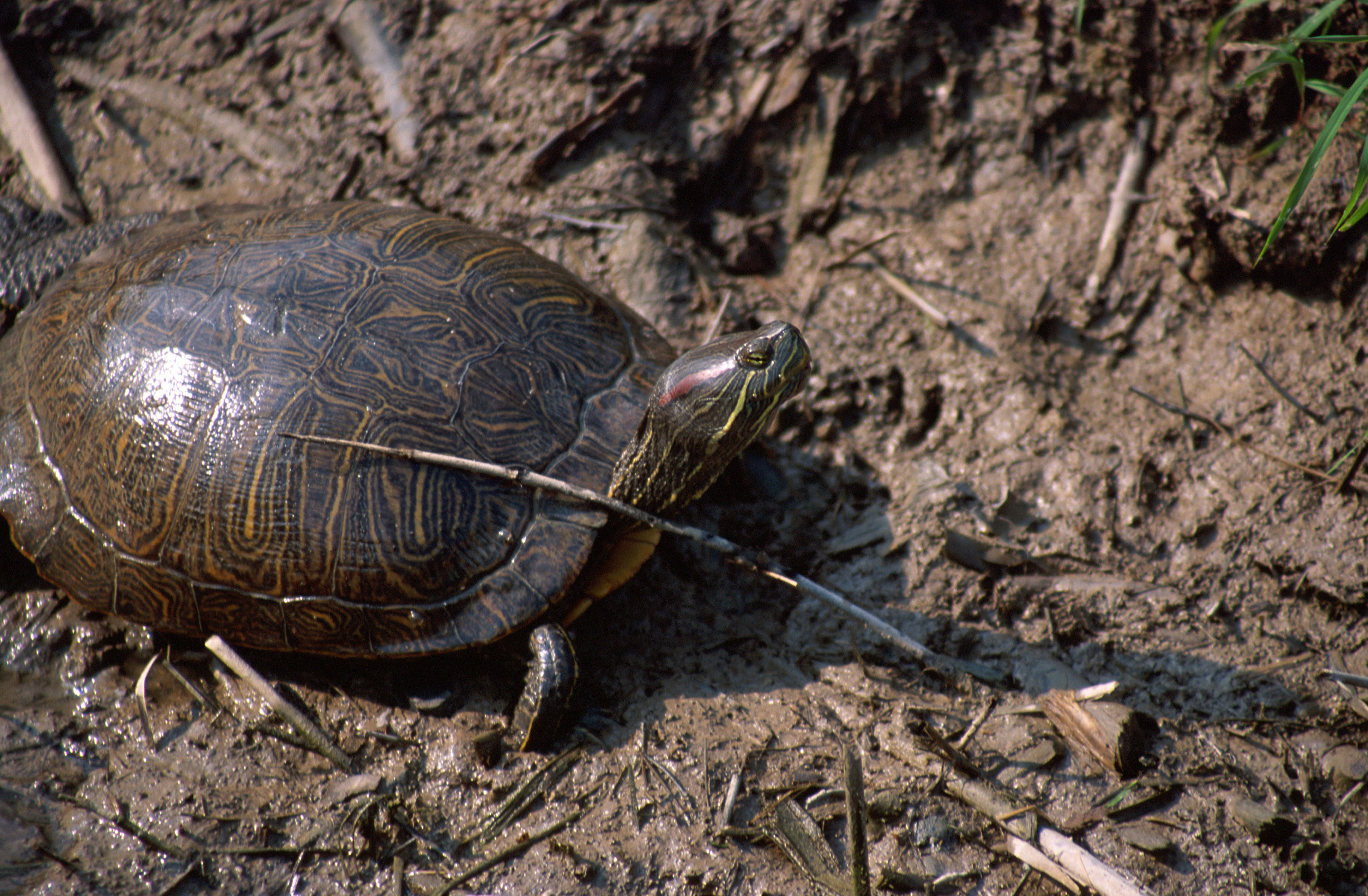 Image of Cumberland Slider