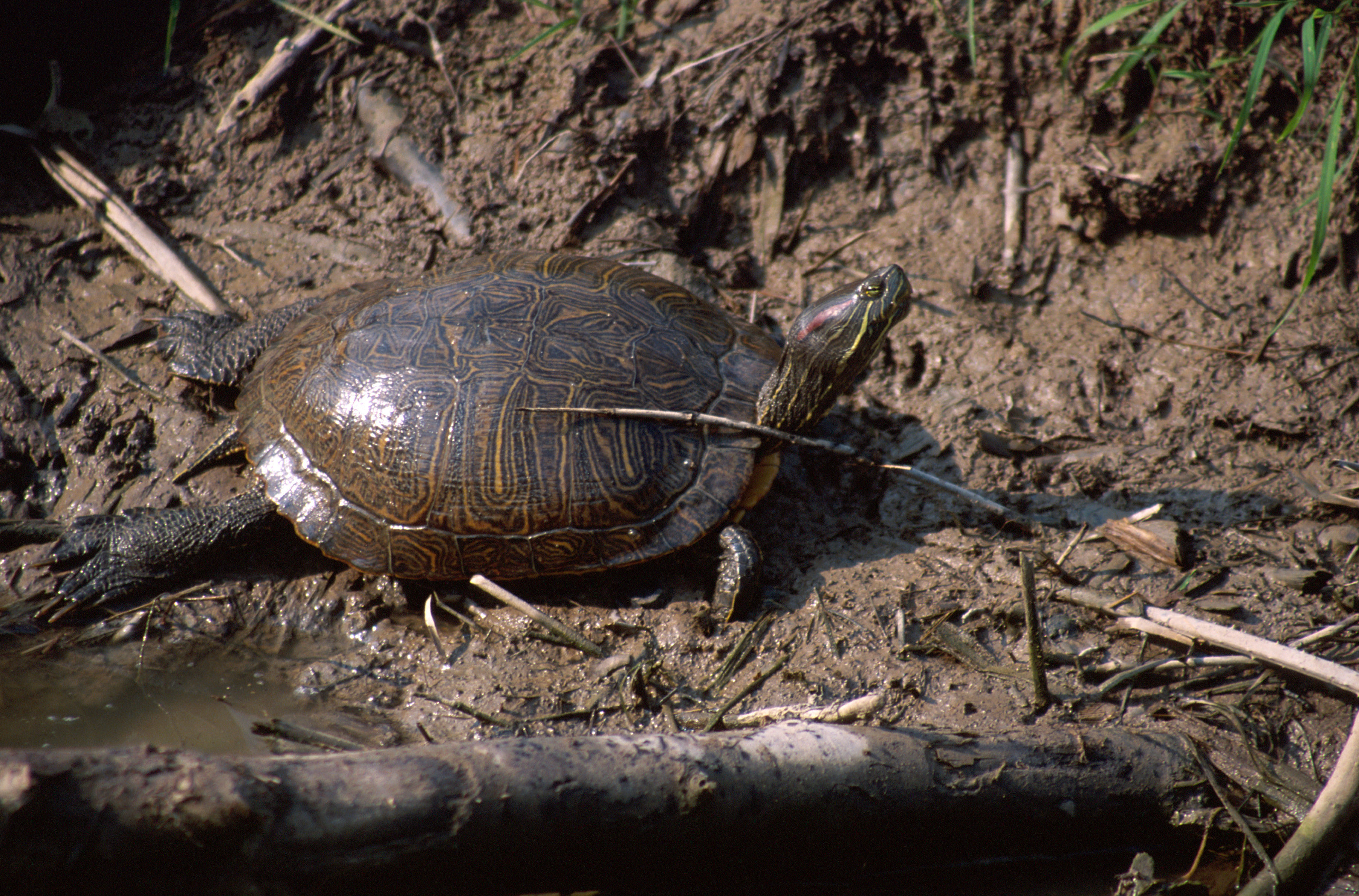 Image of Cumberland Slider