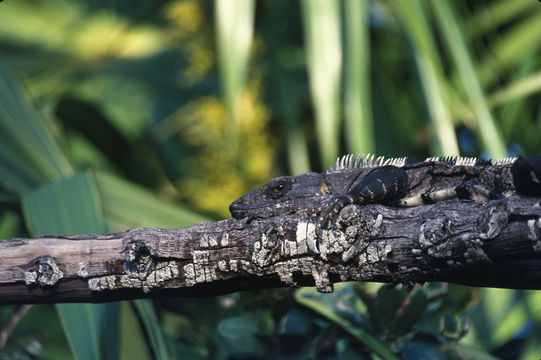 Image de Ctenosaura pectinata (Wiegmann 1834)