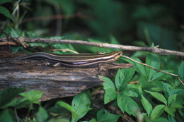 Image de Plestiodon fasciatus (Linnaeus 1758)