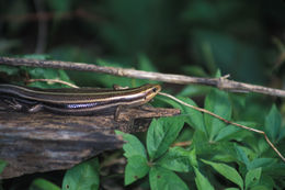 Sivun Plestiodon fasciatus (Linnaeus 1758) kuva