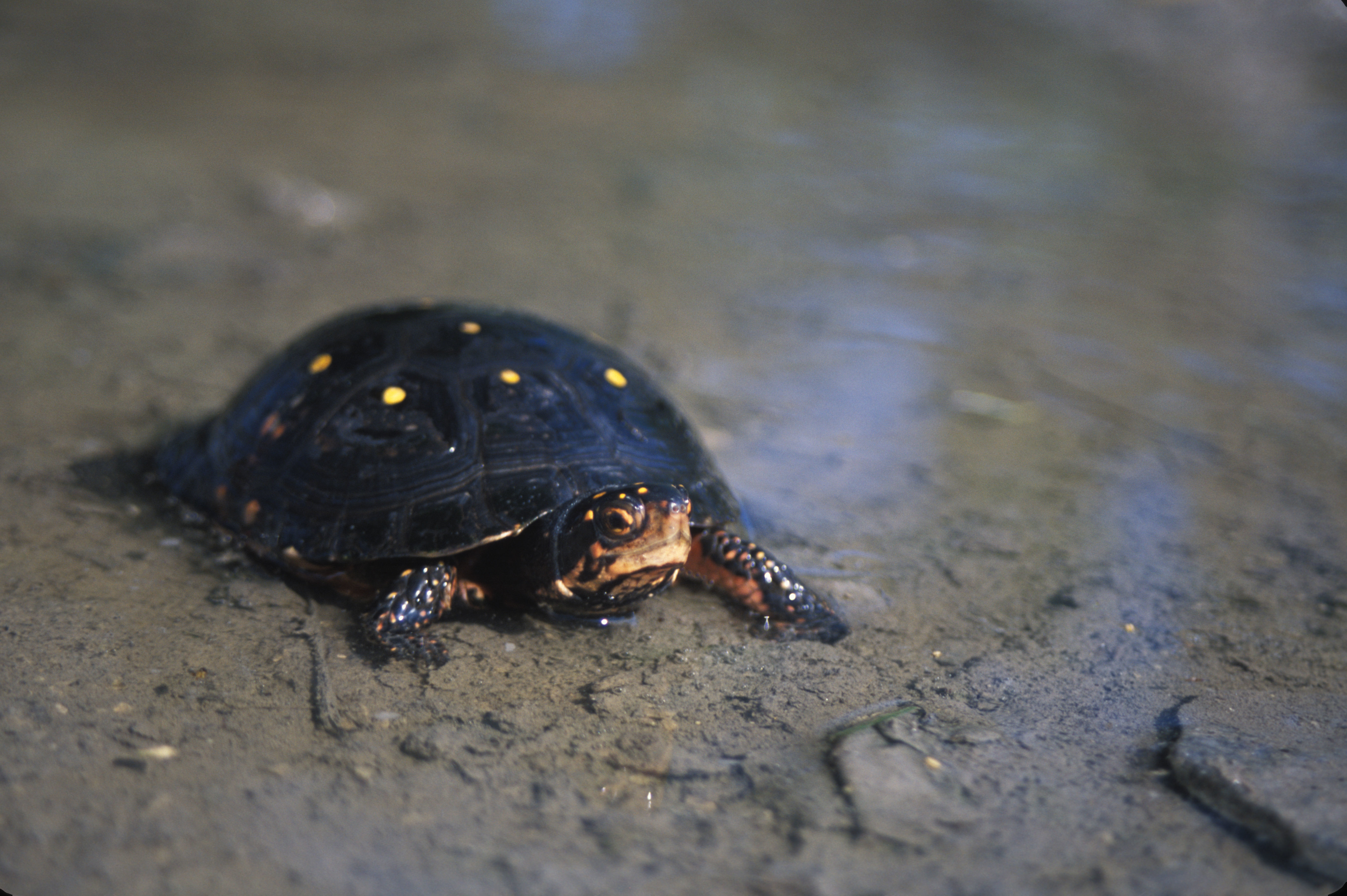 Image of Spotted Turtle