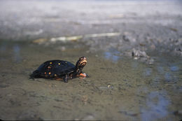 Image of Spotted Turtle