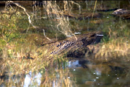 Image of Nile crocodile