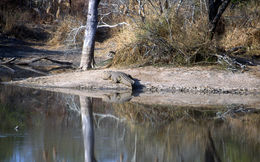 Image of Nile crocodile