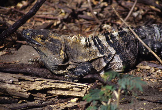 Image of Black Iguana