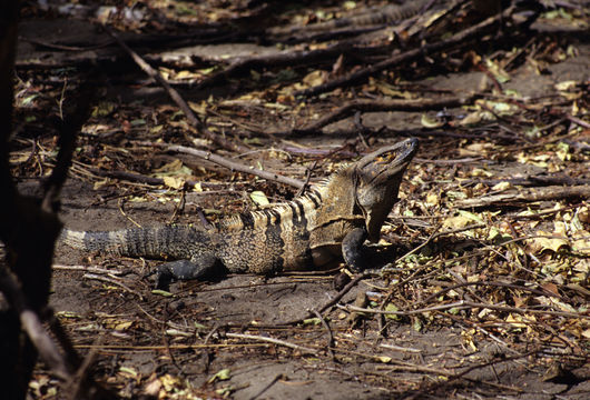 Image of Black Iguana