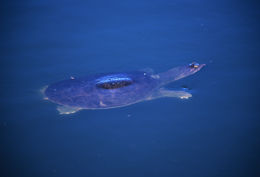 Image of Florida Softshell Turtle