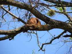 Image of Rufous Hornero