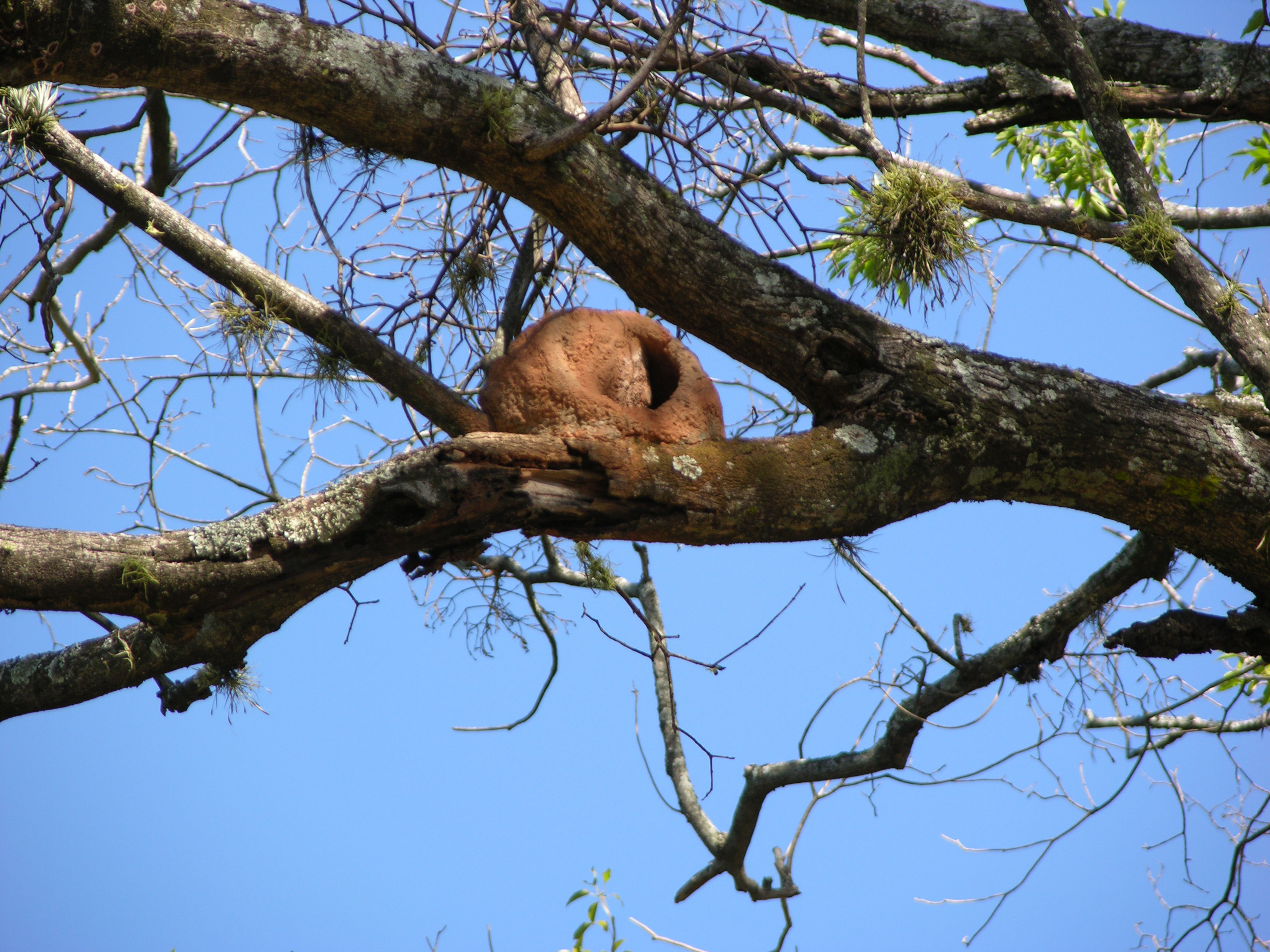 Image of Rufous Hornero