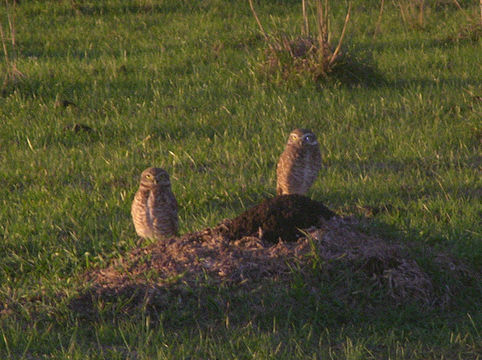 Image of Burrowing Owl