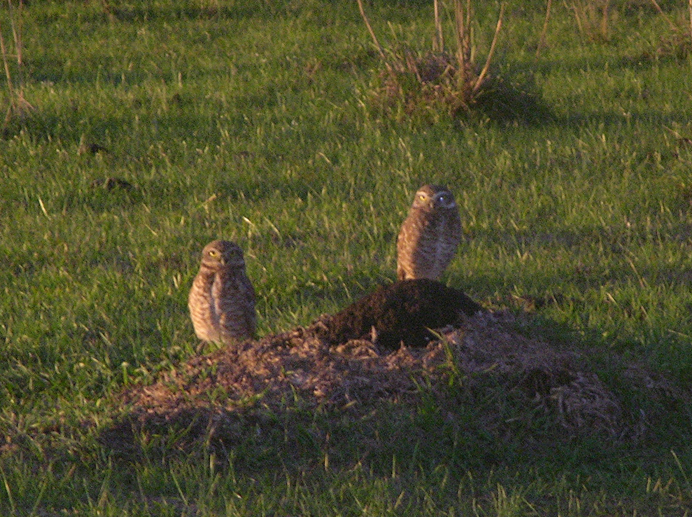 Image of Burrowing Owl