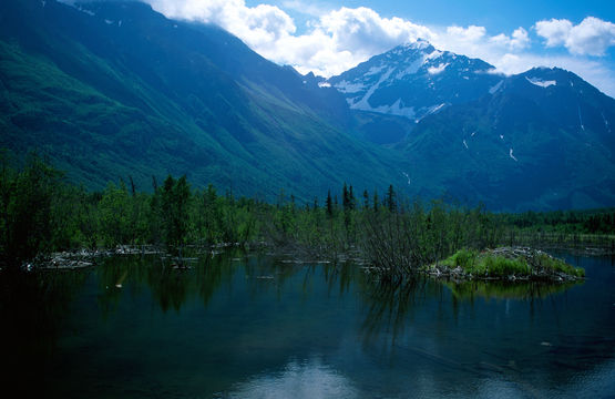 Image of American Beaver