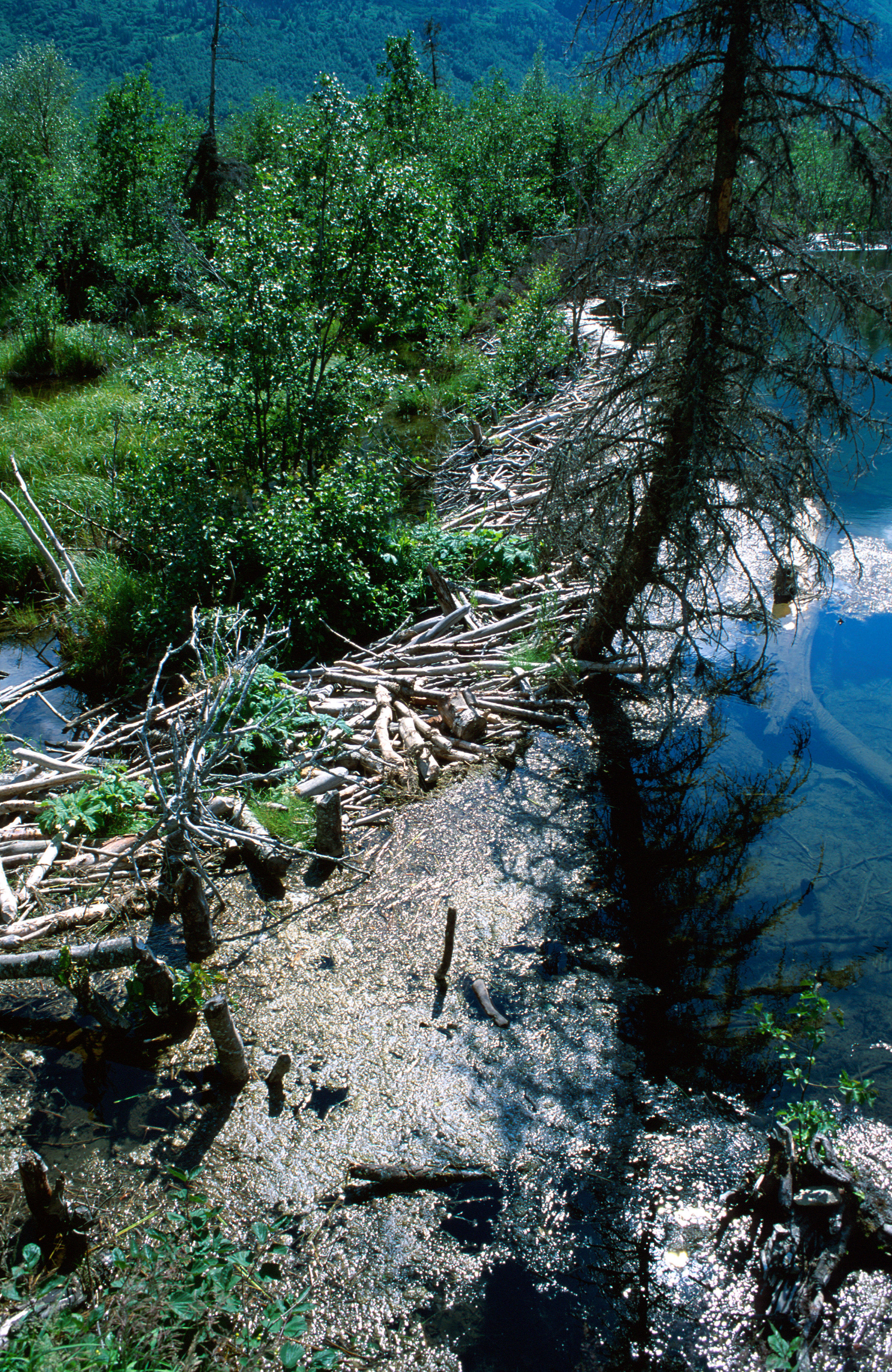 Image of American Beaver