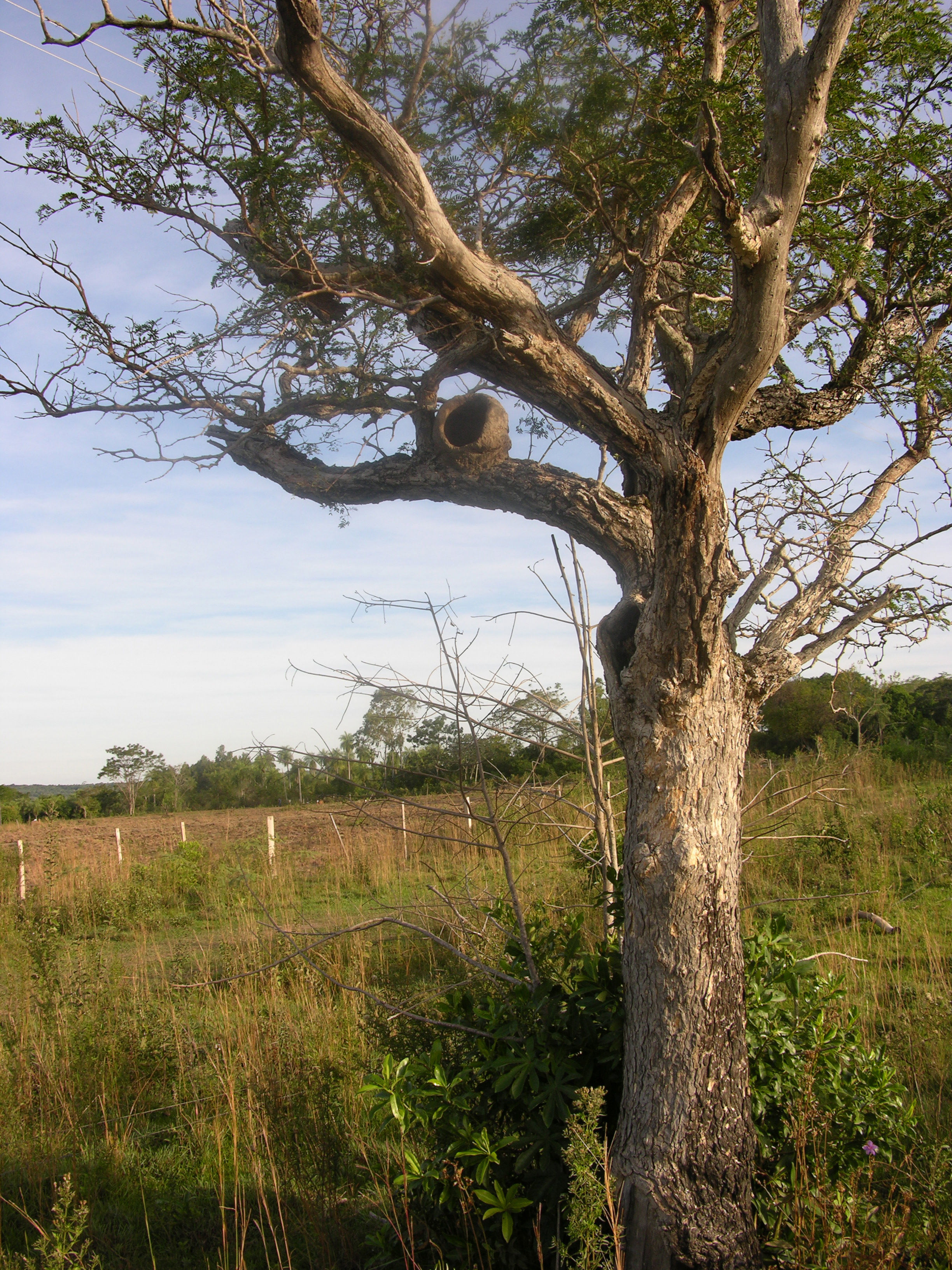 Image of Rufous Hornero