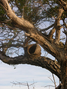 Image of Rufous Hornero