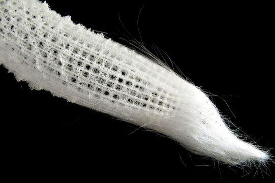 Image of Euplectella Owen 1841