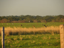 Image of Crested Caracara