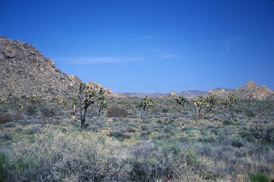 Image of Joshua tree